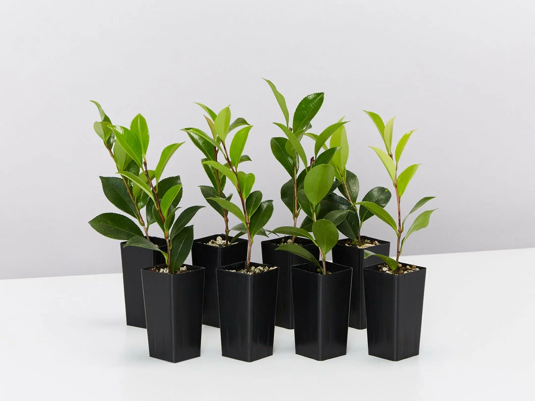 Hedge Shrubs Camellia Star Above Star (white Flower) 3 Hedge Shrubs Camellia Star Above Star (white Flower)