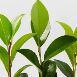 Hedge Hedging Plants Camellia Sasanqua 'Dazzler' (rose Red Flower)