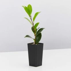 Hedge Shrubs Camellia Assorted Pack