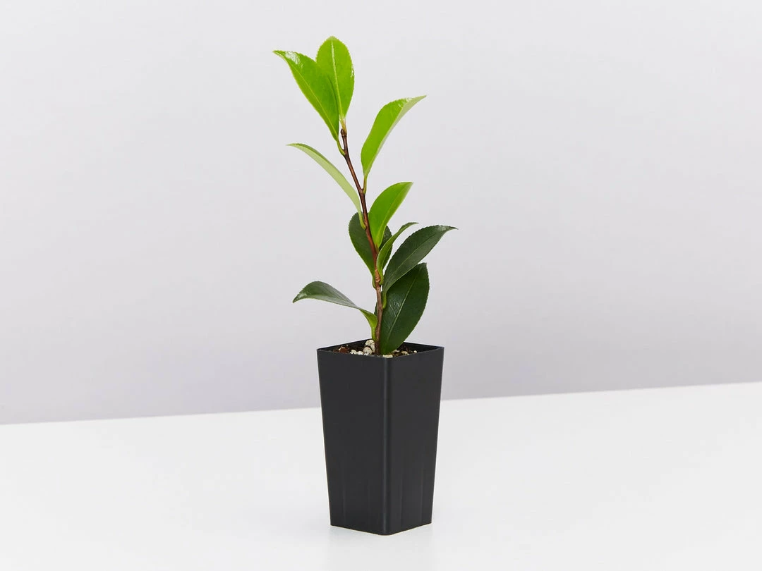 Hedge Shrubs Camellia Star Above Star (white Flower) 5 Hedge Shrubs Camellia Star Above Star (white Flower)