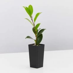 Shrubs Camellia Sasanqua Little Pearl