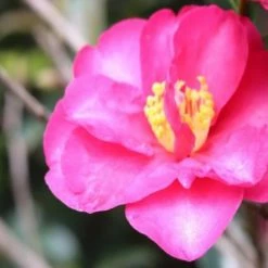 Shrubs Camellia Sasanqua Cherilyn