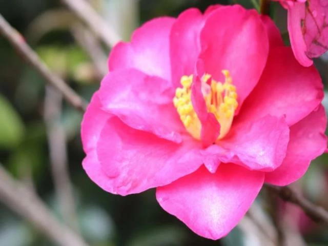 Shrubs Camellia Sasanqua Cherilyn 3 Shrubs Camellia Sasanqua Cherilyn