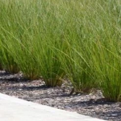 Shrubs Carex Appressa