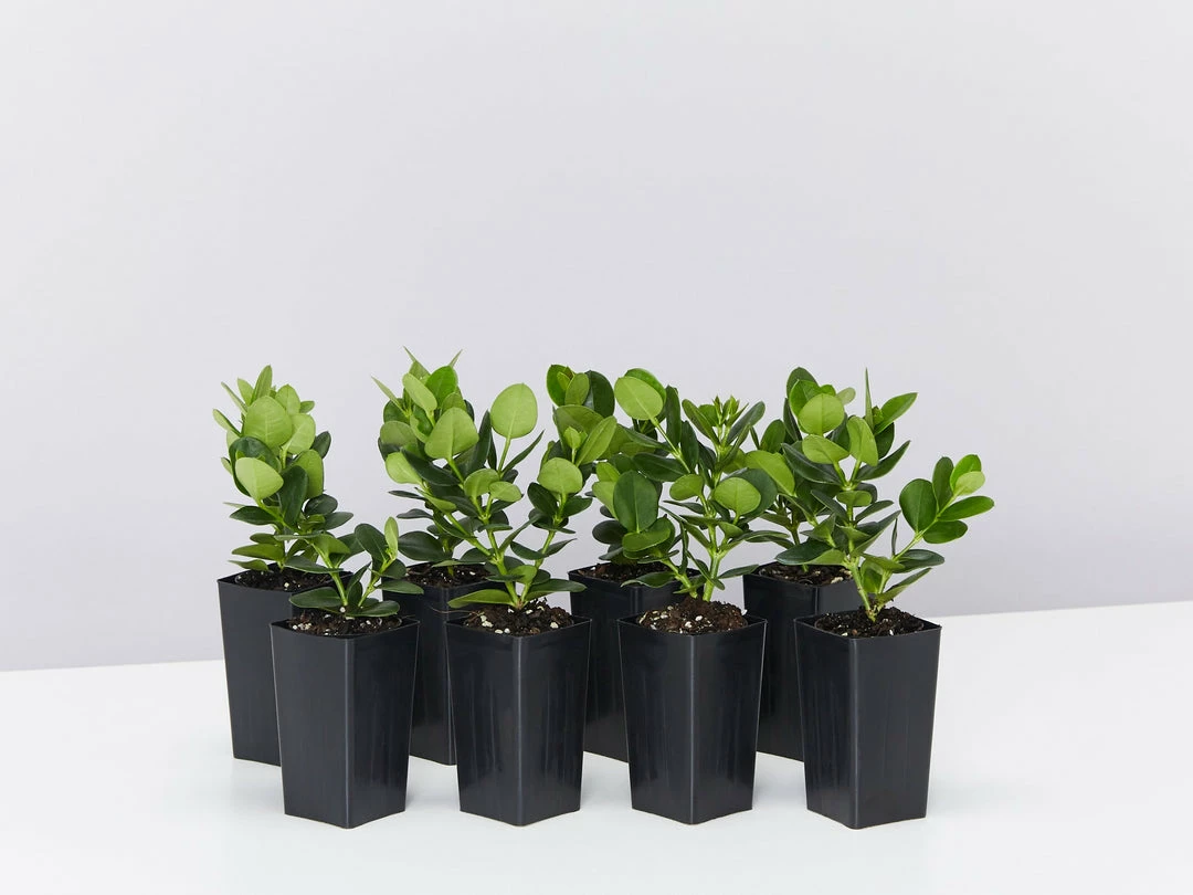 Hedge Carissa Grandiflora 'Desert Star' 3 Hedge Carissa Grandiflora 'Desert Star'