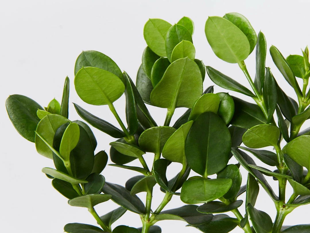 Hedge Carissa Grandiflora 'Desert Star' 5 Hedge Carissa Grandiflora 'Desert Star'