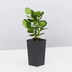 Hedge Carissa Grandiflora 'Desert Star' 15 Hedge Carissa Grandiflora 'Desert Star'