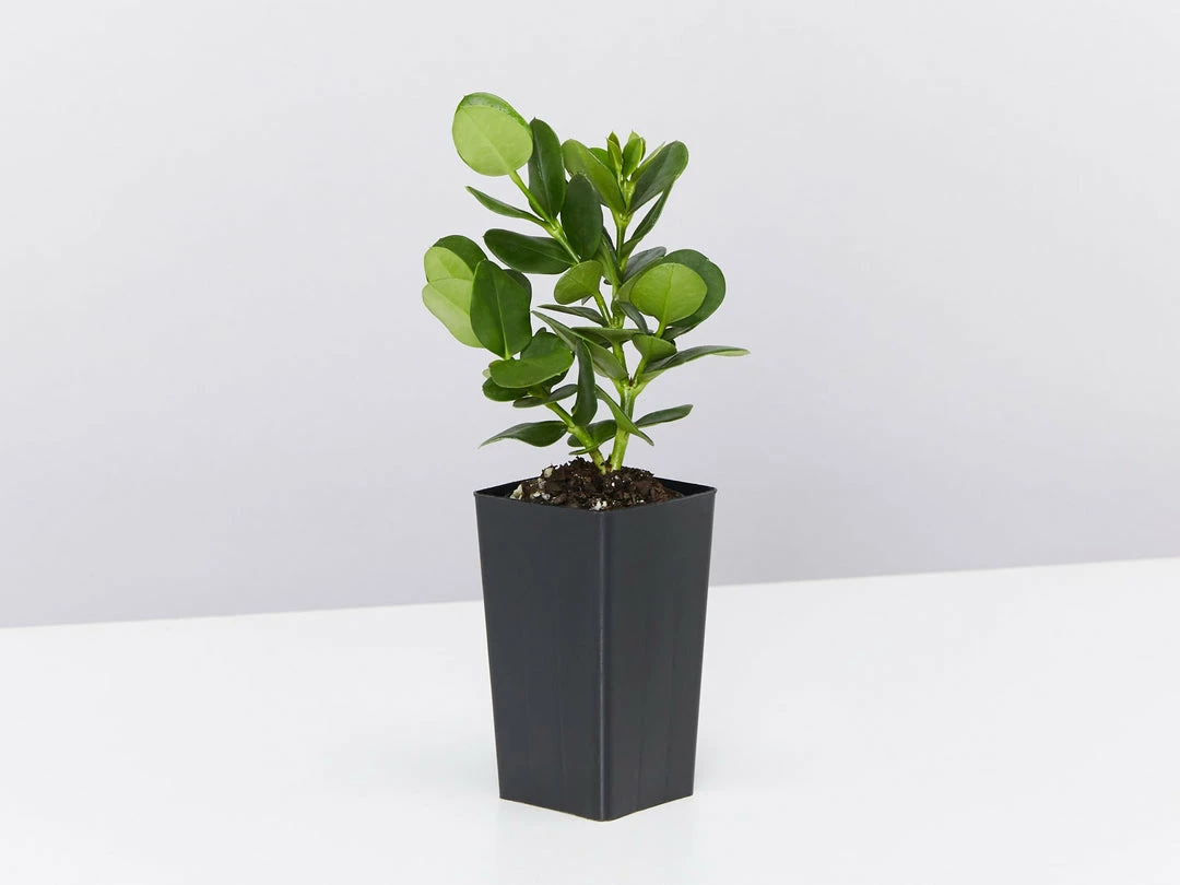 Hedge Carissa Grandiflora 'Desert Star' 7 Hedge Carissa Grandiflora 'Desert Star'