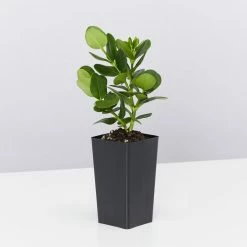 Shrubs A Full Sun - Totally Minimal Effort Garden Pack