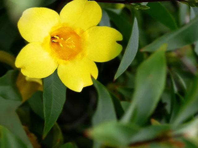 Shrubs Gelsemium Sempervirens Full Sun 4 Shrubs Gelsemium Sempervirens Full Sun