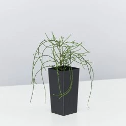 Shrubs Casuarina Glauca Prostrate 'Cousin It'