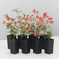 Hedge Ceratopetalum Gummiferum Alberys Red Shrubs