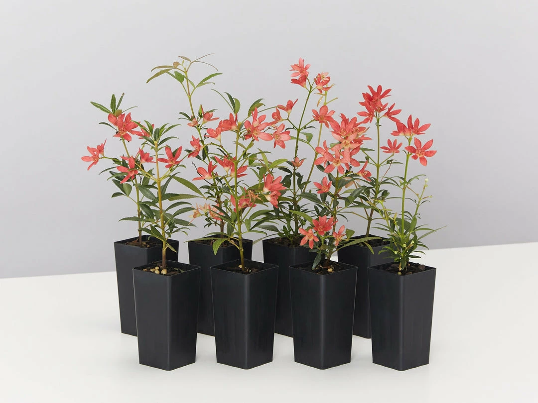 Hedge Ceratopetalum Gummiferum Alberys Red Shrubs 3 Hedge Ceratopetalum Gummiferum Alberys Red Shrubs