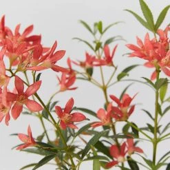 Hedge Ceratopetalum Gummiferum Alberys Red Shrubs