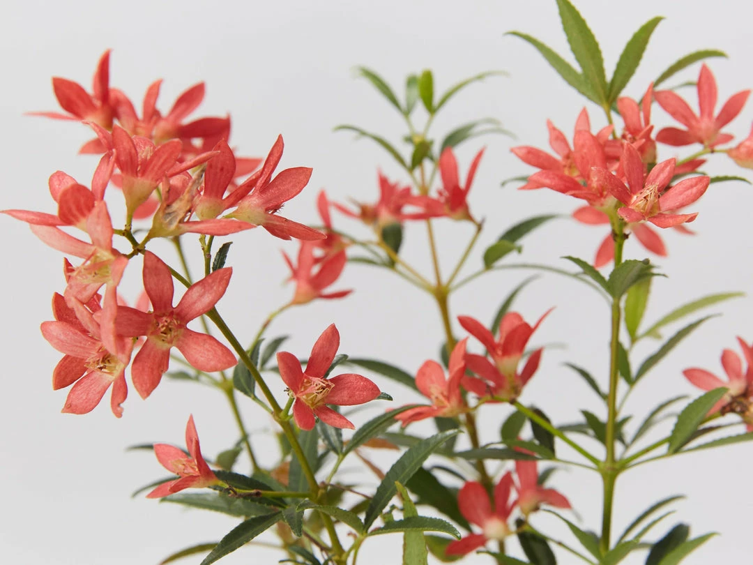 Hedge Ceratopetalum Gummiferum Alberys Red Shrubs 4 Hedge Ceratopetalum Gummiferum Alberys Red Shrubs