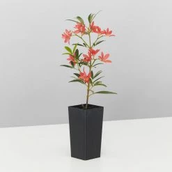 Hedge Ceratopetalum Gummiferum Alberys Red Shrubs 10 Hedge Ceratopetalum Gummiferum Alberys Red Shrubs