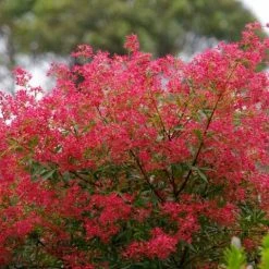 Hedge Ceratopetalum Gummiferum Alberys Red Shrubs 11 Hedge Ceratopetalum Gummiferum Alberys Red Shrubs
