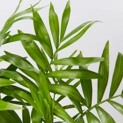 Shrubs Screening Plants The Easy Care Plant Pack - Trio