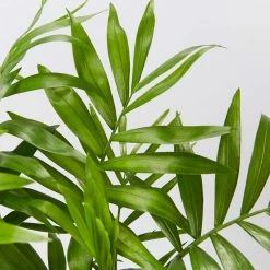 Pot + Plant Gift Box Parlor Palm + Pot + Plant + Soil Full Sun