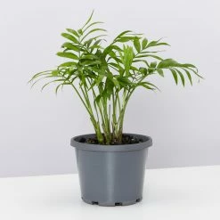 Pot + Plant Gift Box Parlor Palm + Pot + Plant + Soil Full Sun