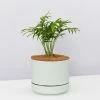 Pot + Plant Gift Box Parlor Palm + Pot + Plant + Soil Full Sun
