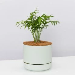 Pot + Plant Gift Box Parlor Palm + Pot + Plant + Soil Full Sun