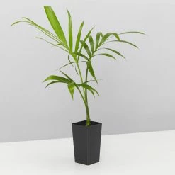 Plants In A Box Chamaedorea Atrovirens 'Cascade Palm' Screening Plants