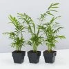 Indoor Garden Chamaedorea Elegans Parlor Palms - 85mm Full Sun