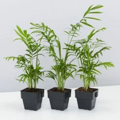 Indoor Garden Chamaedorea Elegans Parlor Palms - 85mm Full Sun