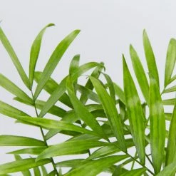 Elho Eco Stand + Plant + Pot (includes Coir)