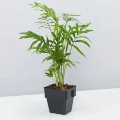 Shrubs Screening Plants The Easy Care Plant Pack - Trio