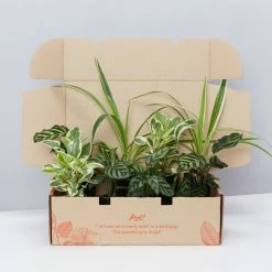 Indoor Garden Child Friendly Indoor Plants Pack Easy Care Plants