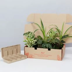 Indoor Garden Child Friendly Indoor Plants Pack Easy Care Plants