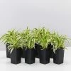 Indoor Garden Chlorophytum Laxum Zebrina 'Compact Spider' Plant Pack Border Plants