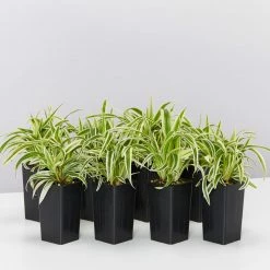 Indoor Garden Chlorophytum Laxum Zebrina 'Compact Spider' Plant Pack Border Plants