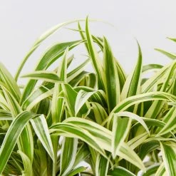 Indoor Garden Chlorophytum Laxum Zebrina 'Compact Spider' Plant Pack Border Plants