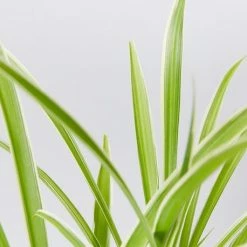 Indoor Garden Chlorophytum Comosum Ocean