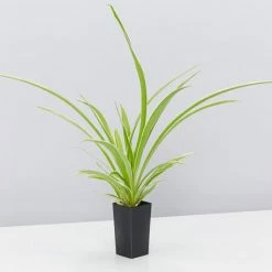 Indoor Garden Chlorophytum Comosum Ocean