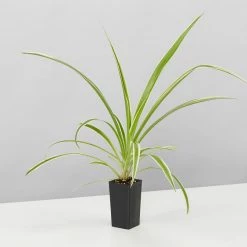 Indoor Garden Green Wall Pack - Indoors