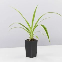 Indoor Garden The Teachers Classroom Houseplant Pack