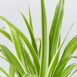 Indoor Garden Easy Care Plants The Water Propagation Box 15 Indoor Garden Easy Care Plants The Water Propagation Box