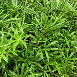 Shrubs Choisya X Dewitteana White Dazzler