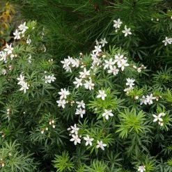 Shrubs Choisya X Dewitteana White Dazzler