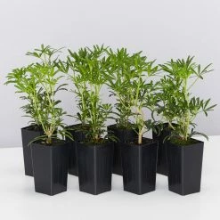 Shrubs Choisya X Dewitteana White Dazzler