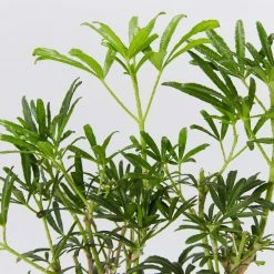 Shrubs Choisya X Dewitteana White Dazzler