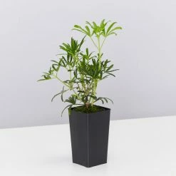 Shrubs Choisya X Dewitteana White Dazzler