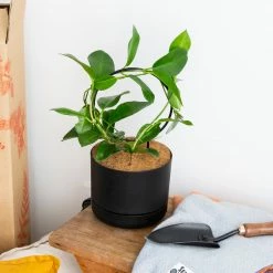 Plants In A Box The Circle-O Plant Stake Climbing Plants