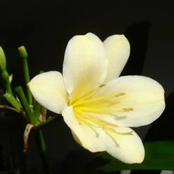 Shrubs Border Plants Clivia Miniata Cream
