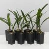 Shrubs Clivia Miniata