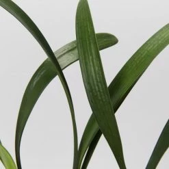 Shrubs Clivia Miniata